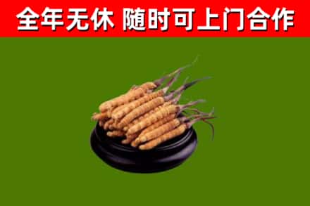 临西回收冬虫夏草