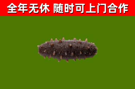 临西回收海参干